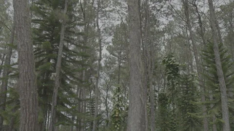 Forest with path Video stock 320622439