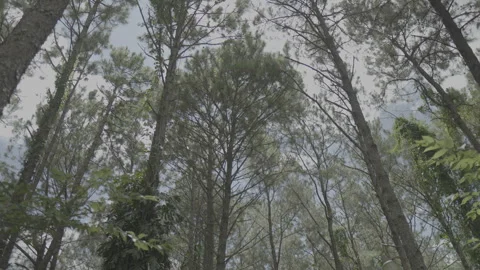 Forest with path Video stock 320622460