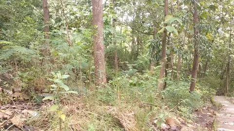 A Forest Path 動画素材 329558214