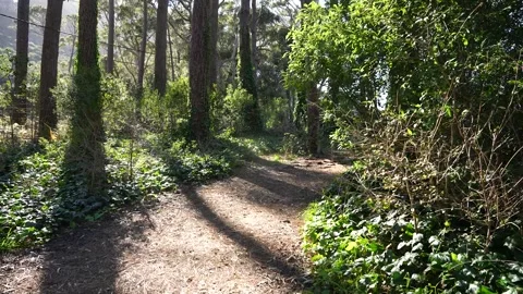 Forest path Stock Footage 337127871