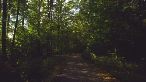 Forest path 動画素材 348488611