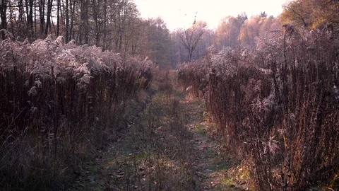 Forest path in a forest grove Stock Footage 118586606