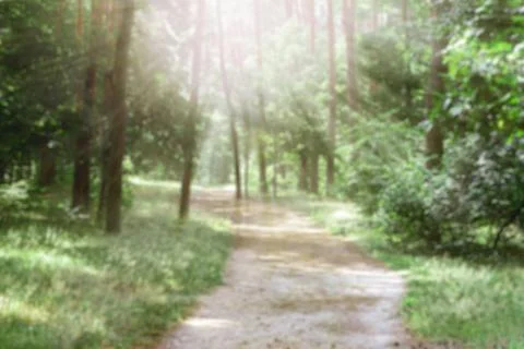 Forest path. Forest park in Kiev. Sunny day in the park. Stock Photos