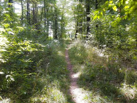 Forest path, forest, path, leaves, sunshine, trees, nature Stock Photos