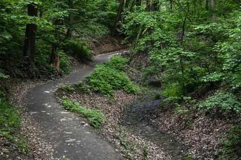 Forest path in the forest place for walking Stock Photos