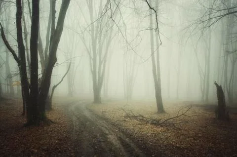 Forest path in forest with trees in fog Stock Photos