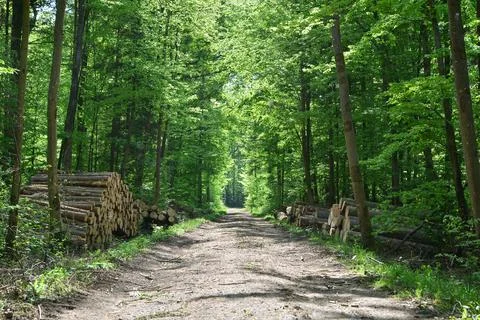 Forest path Forest trees Road Sunshine Nature green Stock Photos