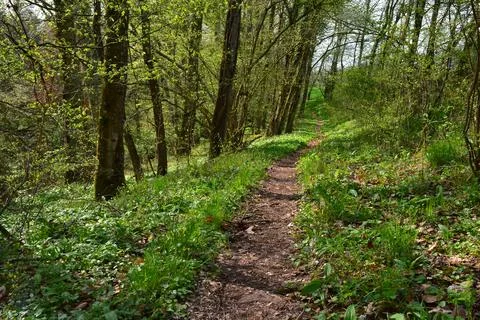 Forest path Forest trees Road Sunshine Nature green Stock Photos