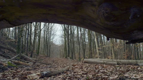 Forest path framed by fallen tree trunk in Scandinavian woodland Stock Footage 330702977