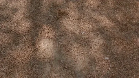 In the forest, path full of fallen dry pine needles Stock Footage 205298657