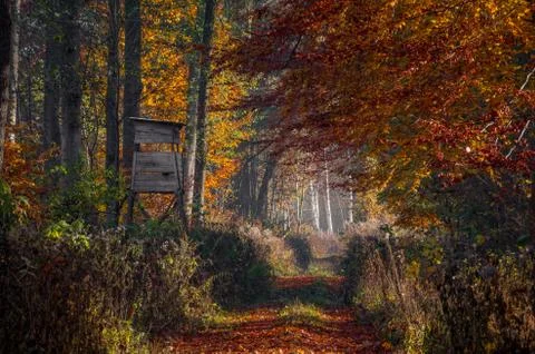 A forest path full of red and yellow autumn leaves. Stock-Fotos