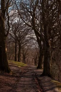A forest path in Glasgow Queens Park Stock Photos