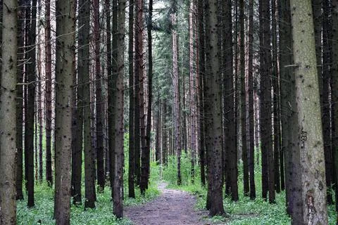 Forest path going deep into the pine forest Stock Photos