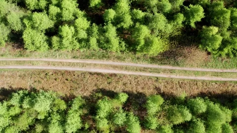 A forest path in a green forest from above Stock-Footage 153911564