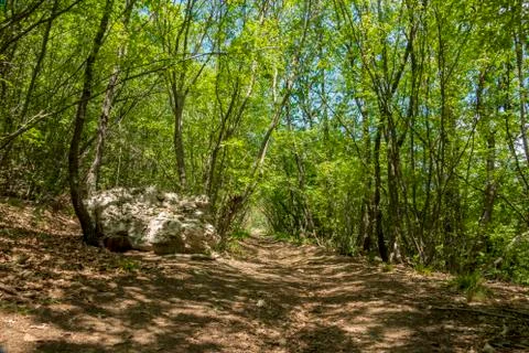 Forest path in the green forest in the spring. Stock Photos