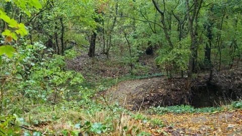 Forest Path with Green Trees in Spring 4K Stock Footage 318674765