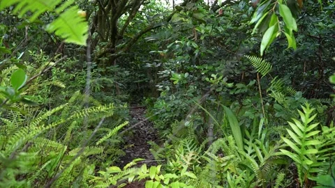 Forest path in Hawaii Video stock 219309499