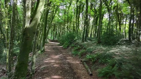 Forest Path at Heywood Demesne Mass Lough County Laois Ireland 库存影片 337852017