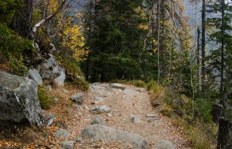 Forest path high upon the mountains in the Tatry Stock Photos