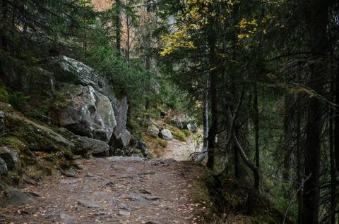 Forest path high upon the mountains in the Tatry Stock-Fotos