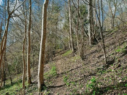 Forest Path on Hillside in Early Spring Woodland Landscape Stock Photos
