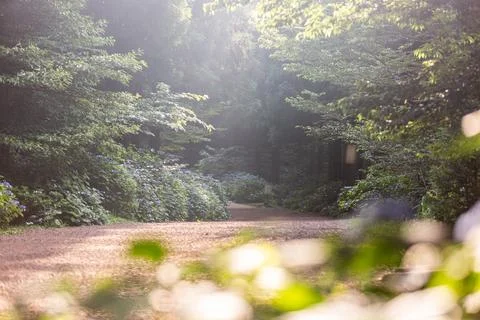 A forest path with hydrangeas blooming along the trail, Jeju Island in Korea Stock Photos
