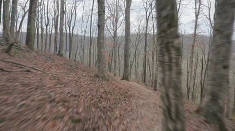 Forest Path Hyperlapse Mammoth Cave National Park Kentucky Hiking Trail Stock Footage 58304597