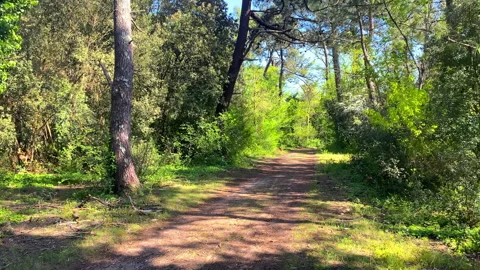 Forest path of the Ile de Ré island in Sainte-Marie-de-Ré, France on a sunny day Stock Footage 246356567