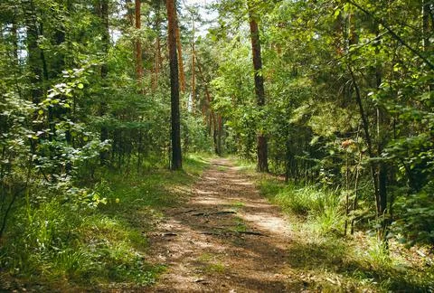 The forest path, illuminated by the sun, passes between the pine trees Stock-Fotos