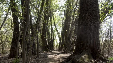 The forest path is illuminated by sunlight. Видео 334565193