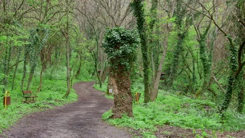 Forest Path With Ivy Covered Trees – Lush Spring Woodland 스톡 동영상 331196903