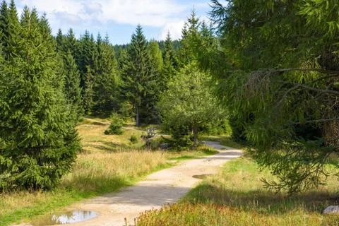 Forest path in Jizera Mountains Stock Photos