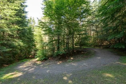 Forest Path Junction: Two Ways in Green Woodland Nature Stock Photos