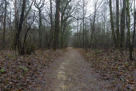 Forest path laden with leaves Stock Photos