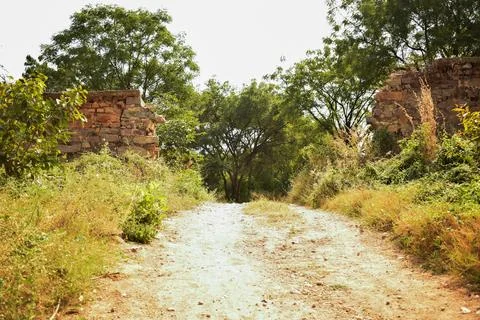 Forest path landscape. Forest dirty road view. Forest pathway landscape. st.. Foto stock