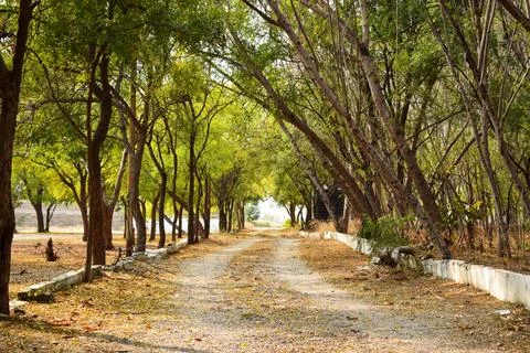 Forest path landscape. Forest dirty road view. Forest pathway landscape. st.. Stock Photos