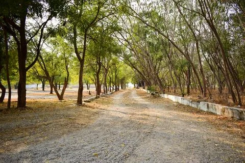 Forest path landscape. Forest dirty road view. Forest pathway landscape. st.. 스톡 사진
