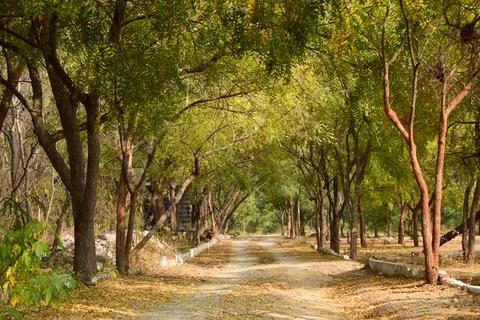 Forest path landscape. Forest dirty road view. Forrest pathway landscape. F.. Stock Photos