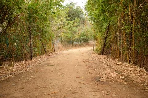 Forest path landscape. Forest dirty road view. Forest pathway landscape. st.. Stock Photos