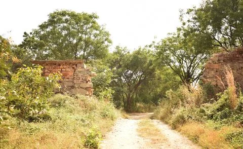 Forest path landscape. Forest dirty road view. Forest pathway landscape. st.. 스톡 사진