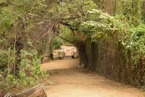 Forest path landscape. Forest dirty road view. Forrest pathway landscape. F.. Foto stock