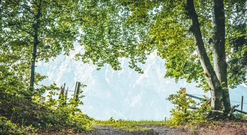 Forest path landscape Stock Photos