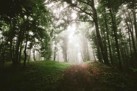 Forest path in landscape with trees and fog Stock Photos