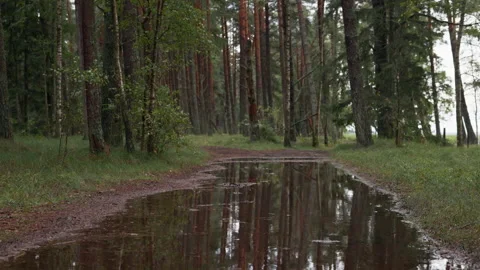 Forest path with large rain puddle reflecting tall pine trunks and green Stock Footage 344773983