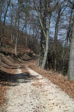 Forest Path in Late Autumn Stock Photos