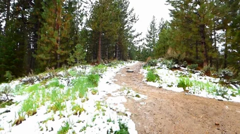 Forest Path Late Spring Snow Video stock 38491536