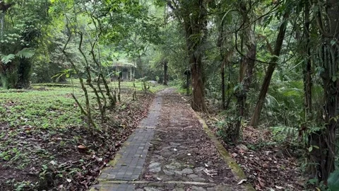 Forest Path Leading to Abandoned Gazebo, Lush Tropical Jungle, Tracking Shot Video stock 324782080