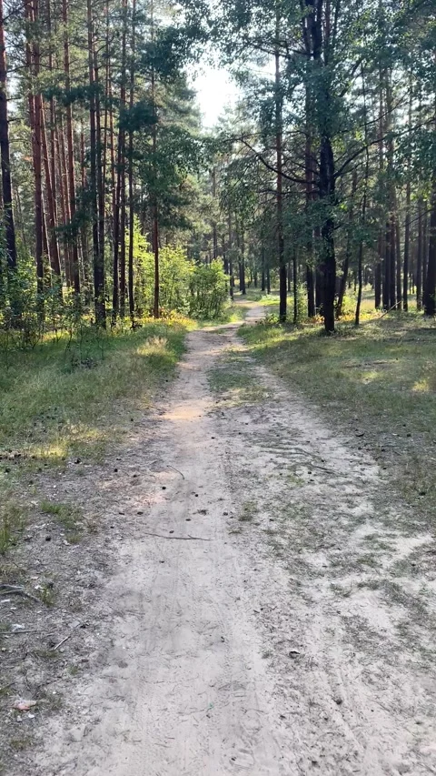 A forest path leading deep into the woods. Vertical video Stock Footage 283382085