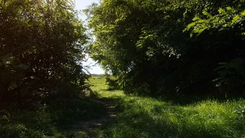 Forest path leading to the meadow Stock Footage 86199659