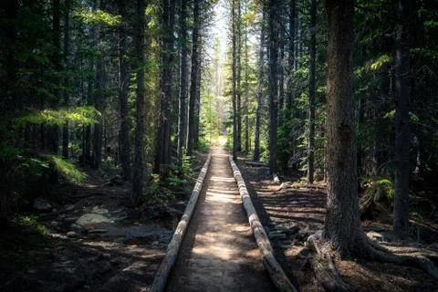 Forest path leading out of the forest. Stock Photos